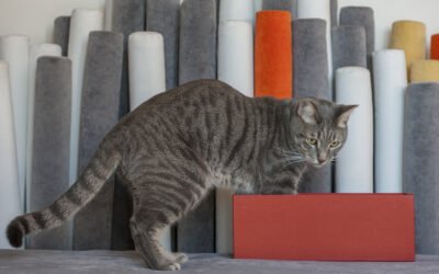 Una casa a misura di gatto: le risorse indispensabili