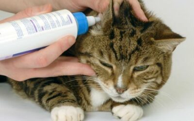 Come somministrare le medicine al proprio gatto